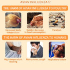 Vogeletestkaart voor het antigeen van het subtype aviaire influenza (H7) leverancier